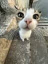 Profilbild von tunaur